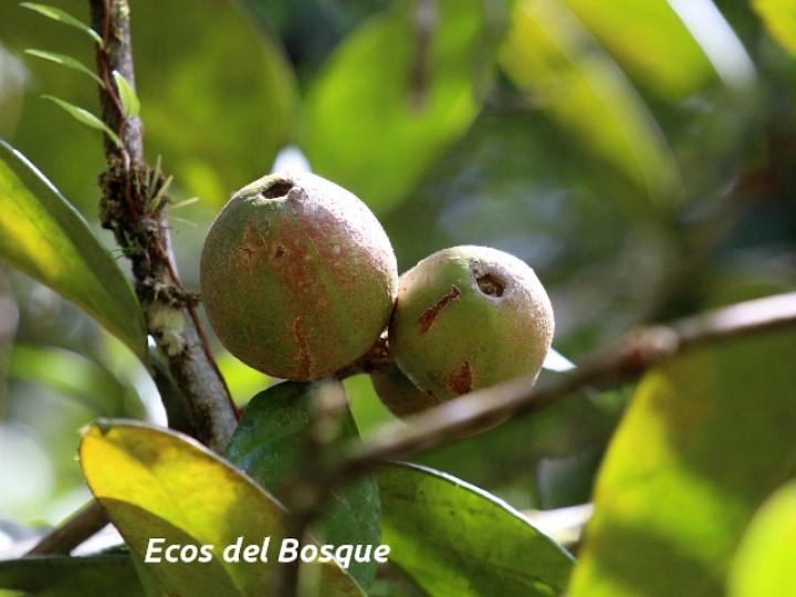 Posoqueria robusta