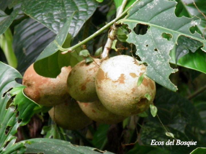 Posoqueria robusta Posoqueria robusta