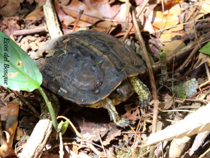 Rhinoclemmys annulata (Tortuga café terrestre)