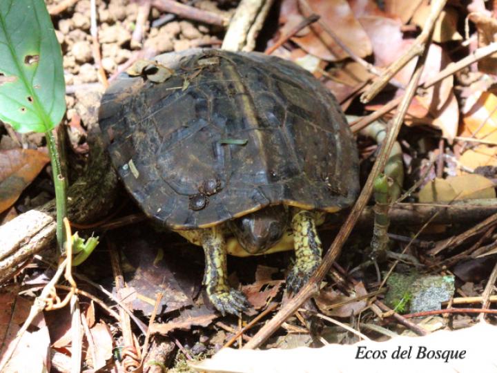 Rhinoclemmys annulata (Tortuga café terrestre)