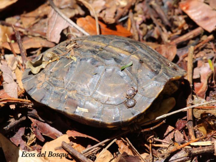 Rhinoclemmys annulata (Tortuga café terrestre)