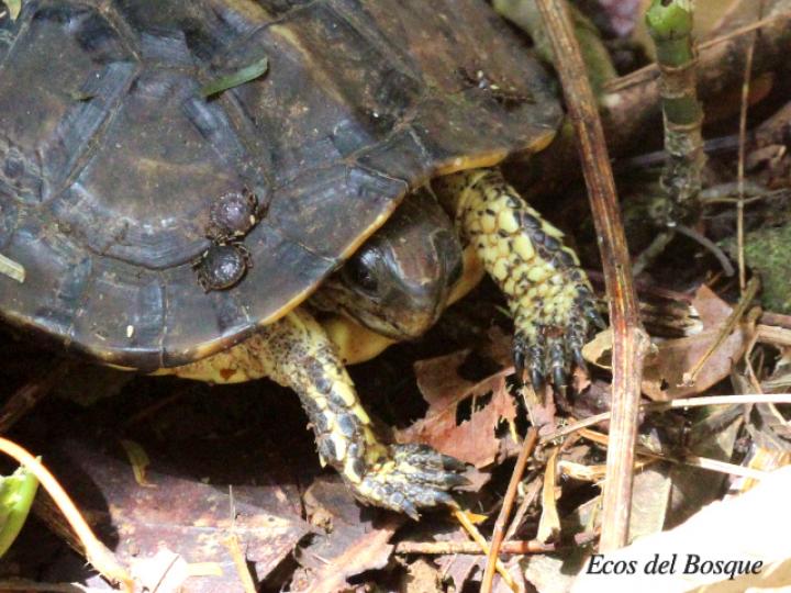 Rhinoclemmys annulata (Tortuga café terrestre)