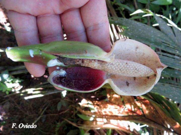 Syngonium standleyanum