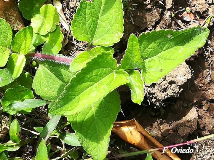 Ageratum conyzoides (Santalucía)
