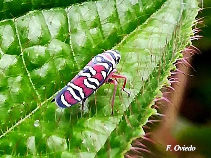 Agrosoma syklis (Chicharrita, Saltahojas)