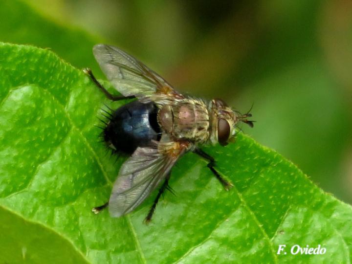 Archytas apicifer