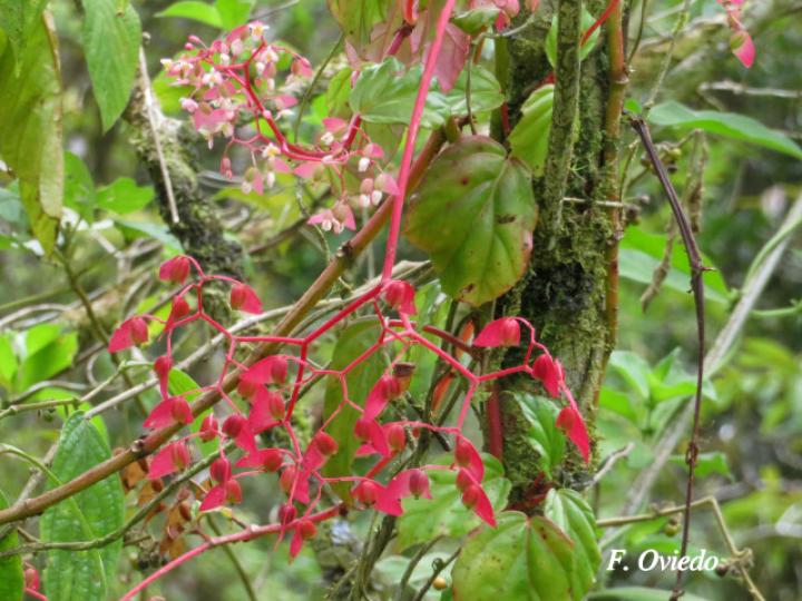 Begonia glabra | Ecos del Bosque