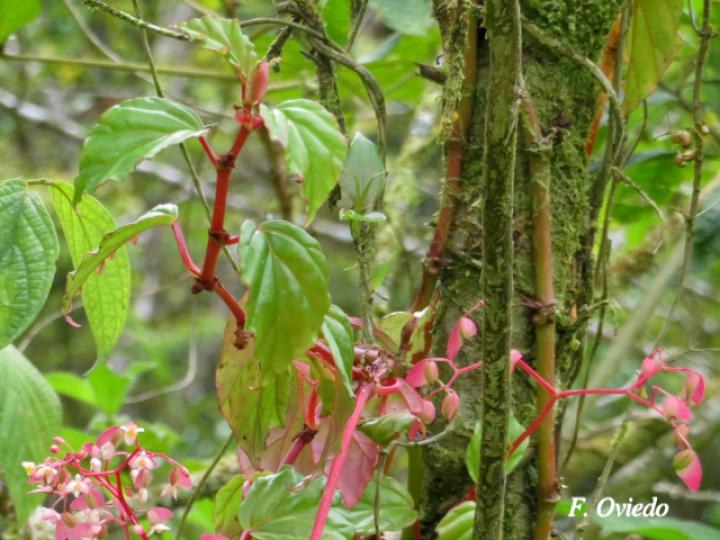 Begonia glabra | Ecos del Bosque