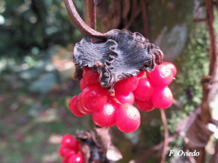 Bomarea obovata (Papa de venado)