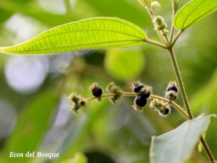 Miconia dependens