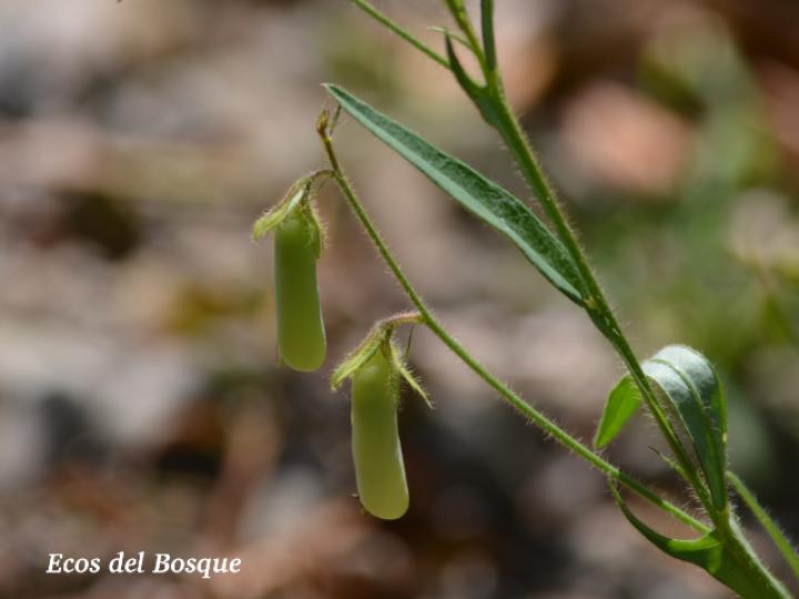 Crotalaria sagittalis (Chilindrín)