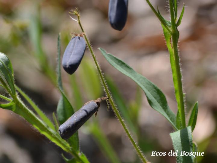 Crotalaria sagittalis (Chilindrín)
