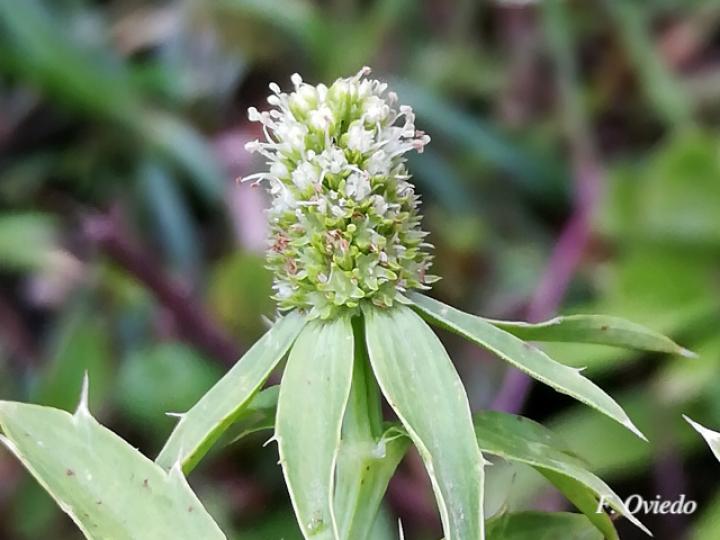 Eryngium foetidum Ecos del Bosque
