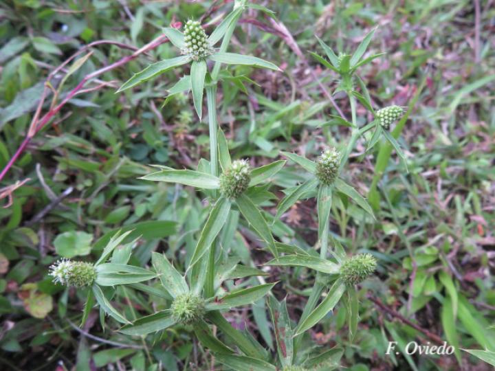 Eryngium foetidum (Culantro coyote)