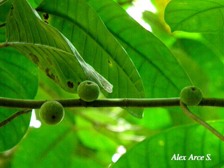 Ficus tonduzii