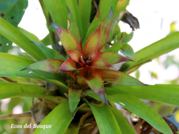 Guzmania lingulata