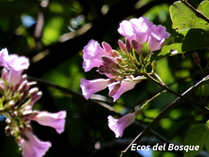 Maripa nicaraguensis