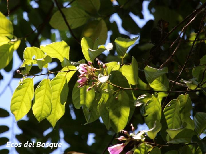 Maripa nicaraguensis