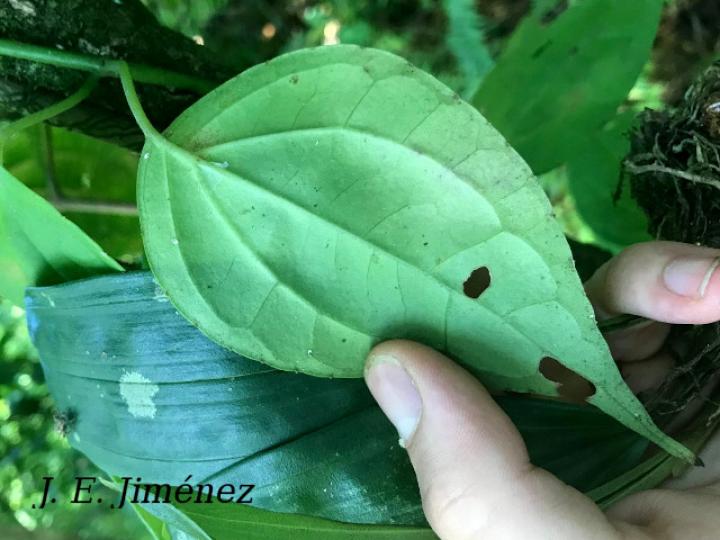 Mikania hookeriana (Bejuco traqueador)