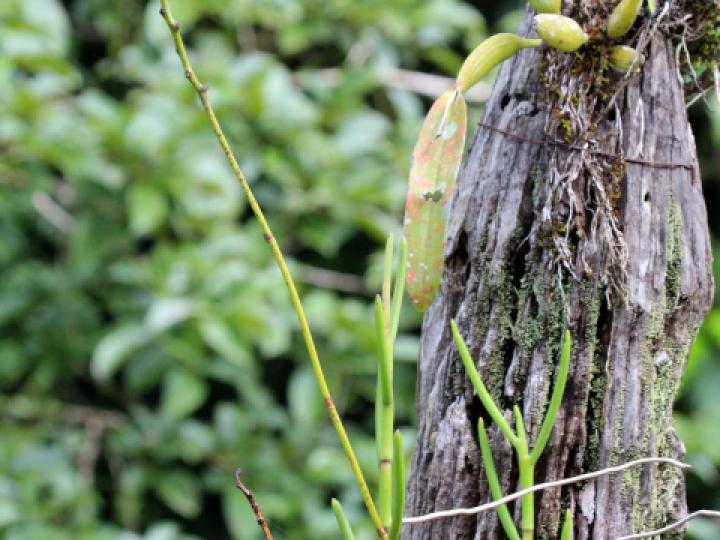 Papilionanthe hookeriana x teres