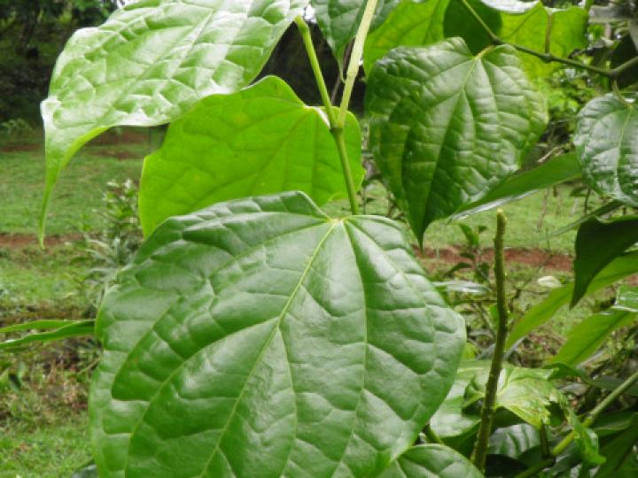 Piper tenuipes (Cordoncillo, Candelillo)