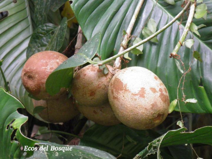 Posoqueria robusta Posoqueria robusta
