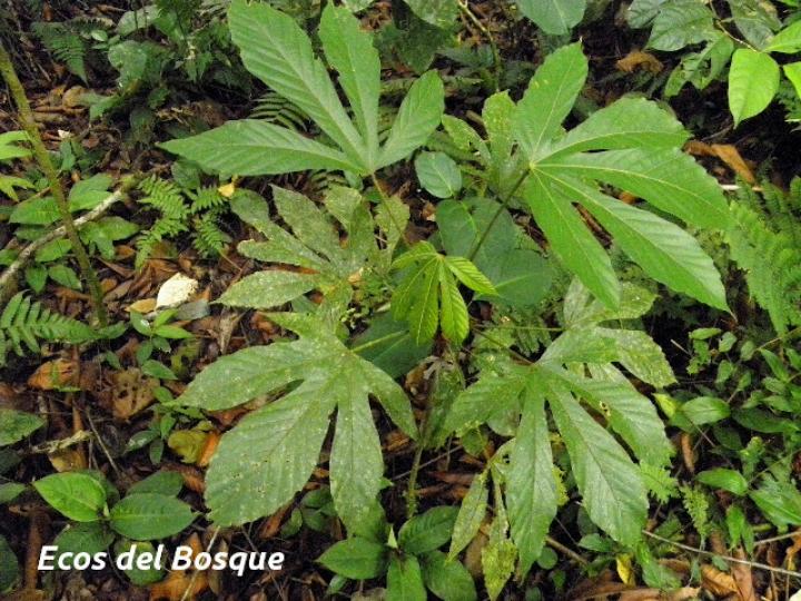 Pourouma bicolor (Chumico)