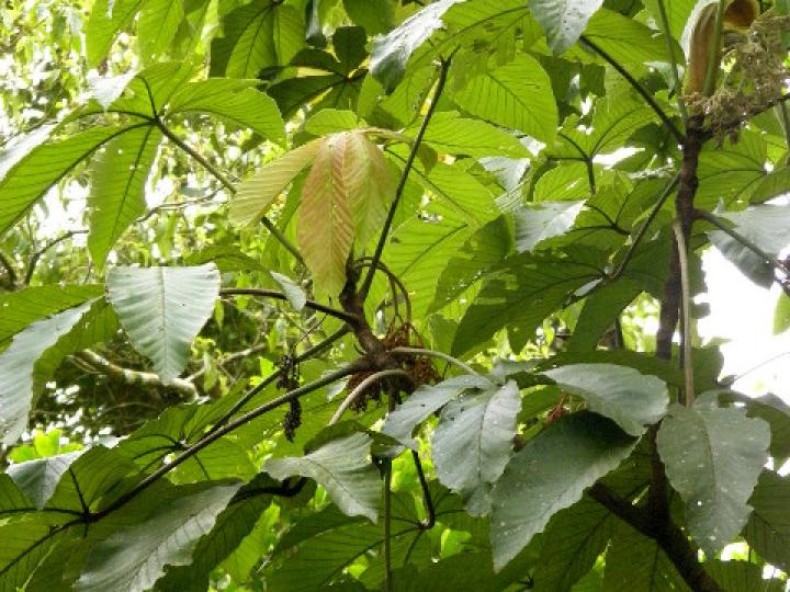 Pourouma bicolor (Chumico)