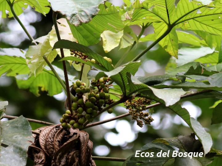 Pourouma bicolor (Chumico)