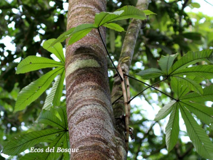 Pourouma bicolor (Chumico)