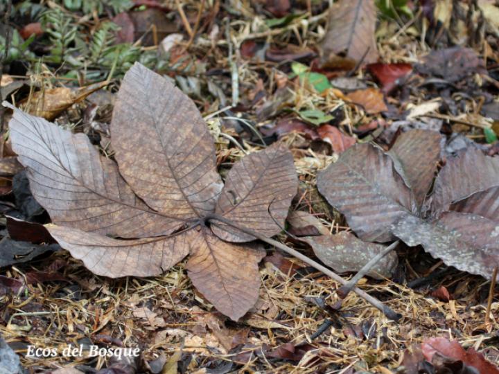 Pourouma bicolor (Chumico)