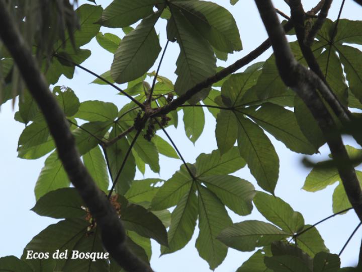 Pourouma bicolor (Chumico)