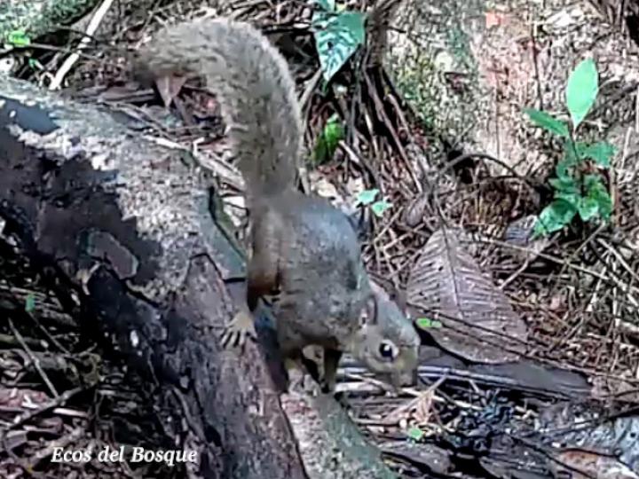 Sciurus granatensis (Ardilla Cola Roja)