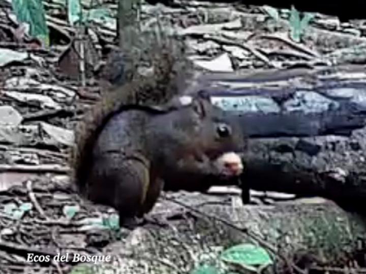 Sciurus granatensis (Ardilla Cola Roja)