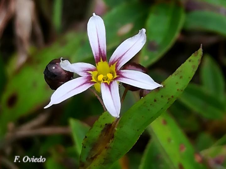 Sisyrinchium micranthum (Gladiolilla)