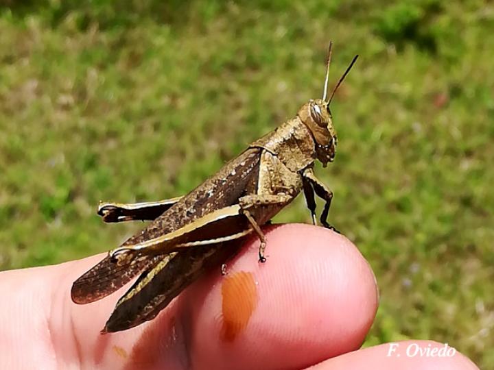 Abracris flavolineata (Saltamontes)
