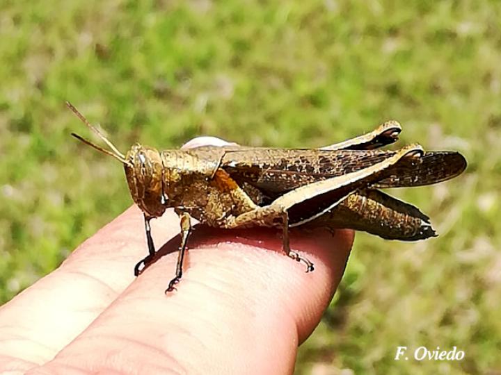 Abracris flavolineata (Saltamontes)