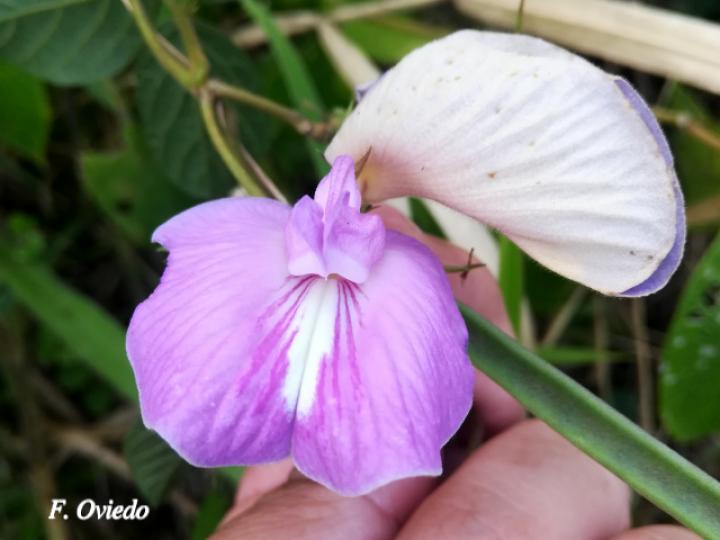 Centrosema virginianum