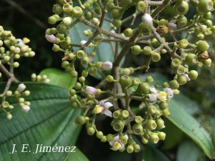 Conostegia micrantha