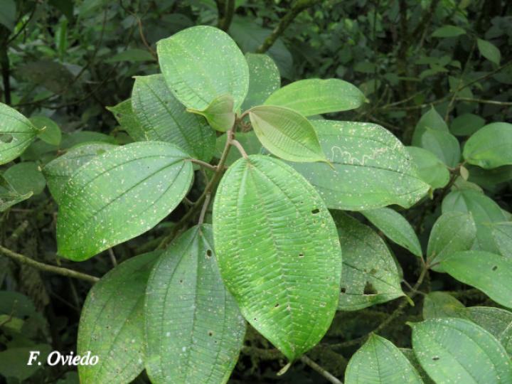 Conostegia micrantha