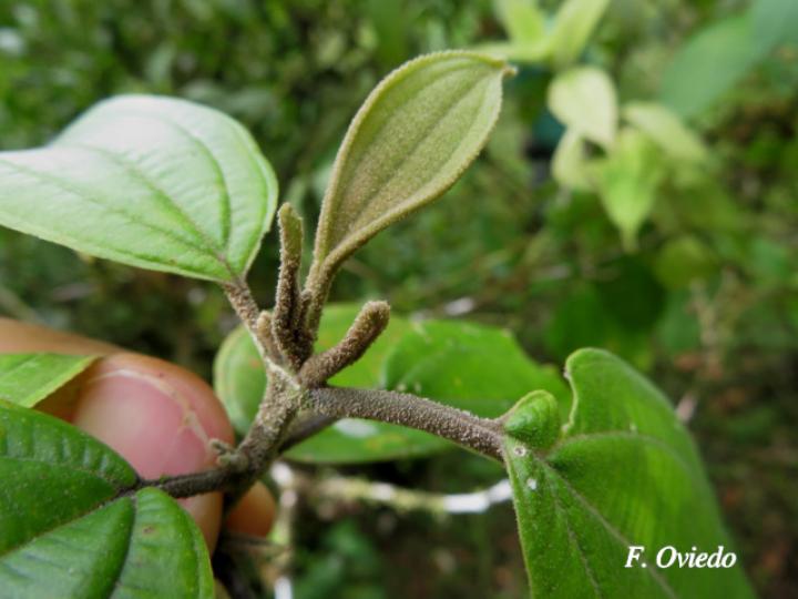 Conostegia micrantha