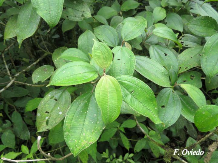 Conostegia micrantha