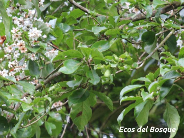Cordia megalantha (Laurel amarillo)