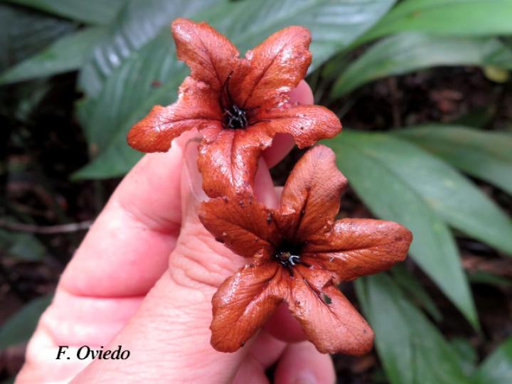 Cordia megalantha (Laurel amarillo)