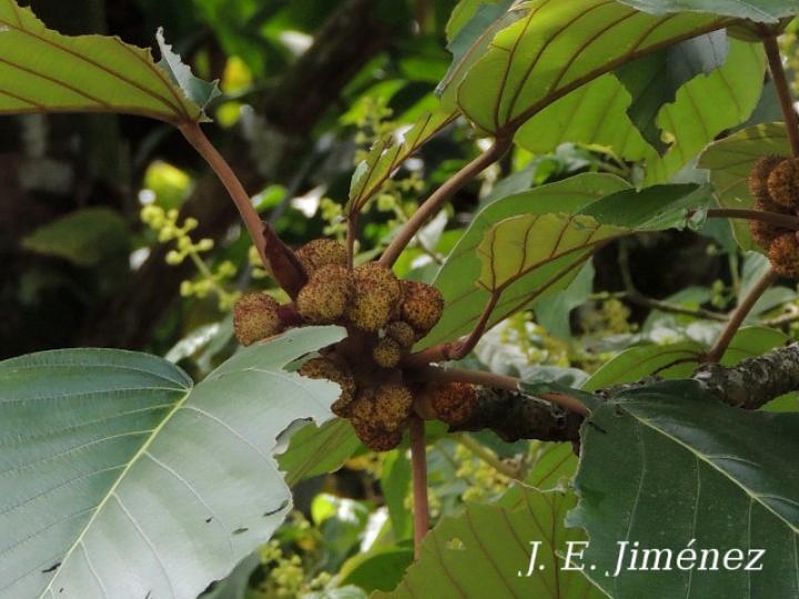 Coussapoa nymphaeifolia