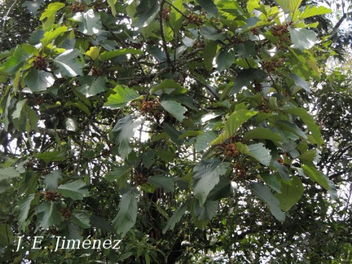 Coussapoa nymphaeifolia