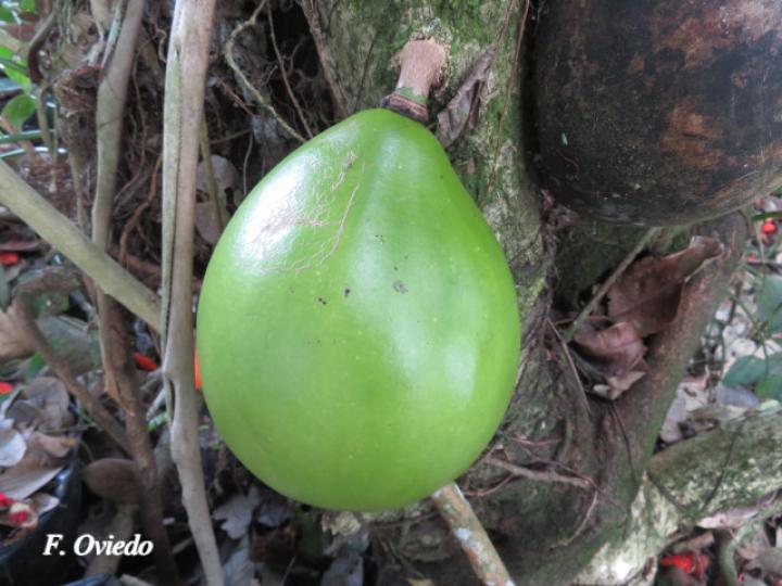 Crescentia cujete (Calabacero, Jícaro, Tiquí)