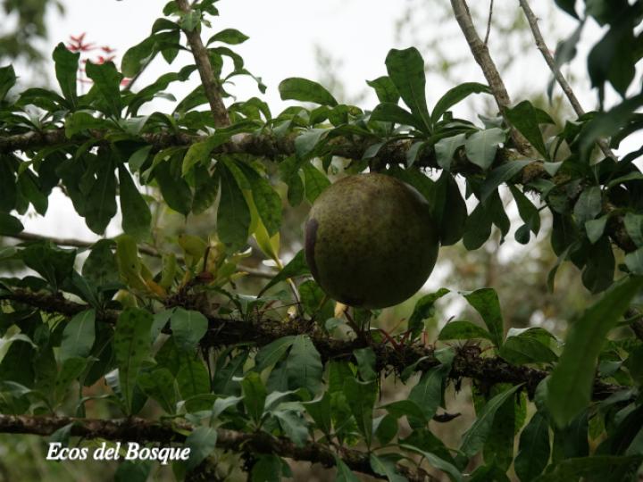 Crescentia cujete (Calabacero, Jícaro, Tiquí)
