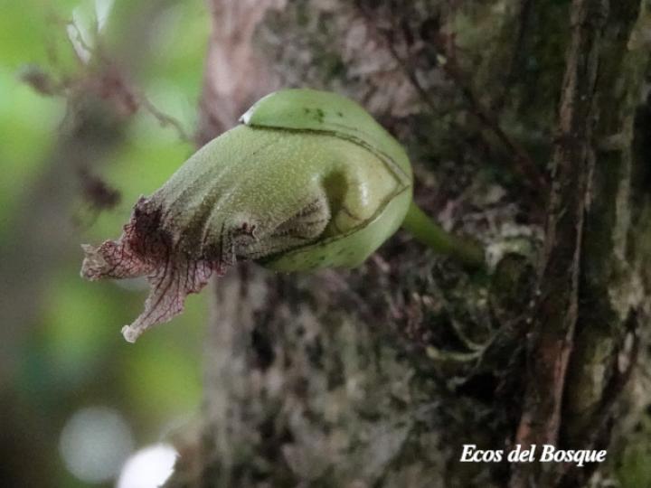 Crescentia cujete (Calabacero, Jícaro, Tiquí)