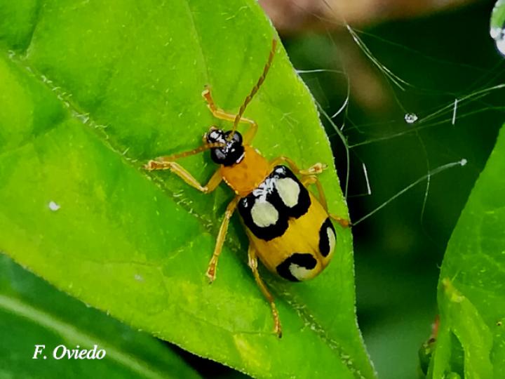 Diabrotica biannularis (Tortuguilla de dos anillos) Diabrotica biannularis (Tortuguilla de dos anillos)